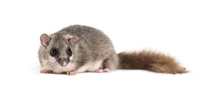 Edible Dormouse or Fat Dormouse