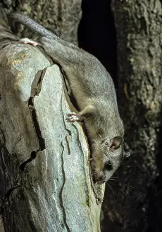 Edible dormouse, fat dormouse, glis glis