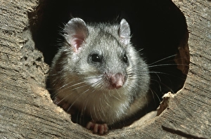 Edible dormouse (Glis glis), fat dormouse in hollow tree at night in forest