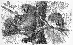 Edible dormouse (Glis glis), Myoxus glus and garden dormouse