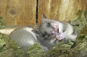 Edible dormouse (Glis glis) in nest box