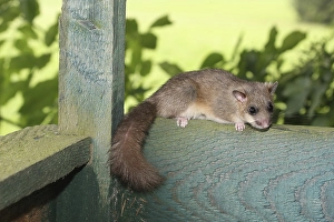 Edible dormouse (Glis glis) on the parapet of a hunter's stand