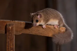 Edible dormouse (Glis glis), sitting, in barn