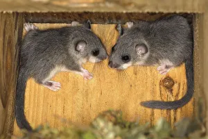 Edible dormouse (Glis glis) young climbing in bird nest box