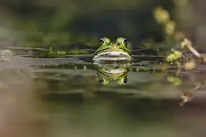 Edible Frog (Pelophylax cl. esculentus)