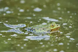 Edible frog (Pelophylax esculentus) in water with spawn