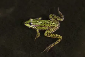 Edible frog (Pelophylax kl. esculentus)