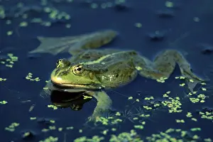 Edible Frog (Rana esculenta), Hessen, Germany