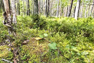 Edible mushroom with brown cap in the moss at the northen forest