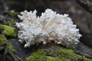 Edible mushrooms growing in the autumn forest