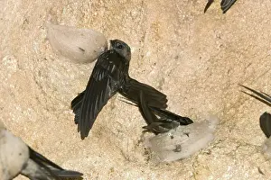 Edible-nest swiftlet (Aerodramus fuciphagus)