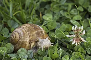 Edible snail, Burgundy snail (Helix pomatia)