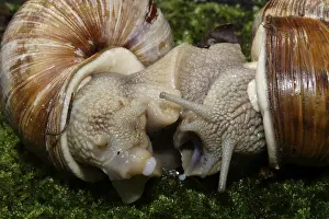 Edible Snail (Helix pomatia) pairing