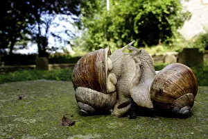 Edible Snail (Helix pomatia) pairing