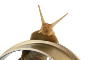 Edible snail isolated on the white background