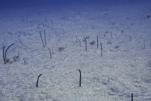 Thin eels, Brown garden eels (Heteroconger longissimus)