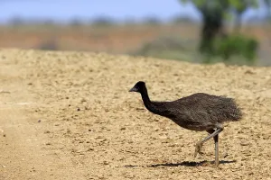 Eemu (Dromaius novaehollandiae)