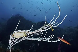 Egg capsule of large spotted cat shark (Scyliorhinus stellaris) attached to white gorgony (Eunicella singularis)