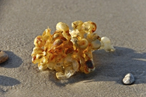 Egg capsules of a Common whelk (Buccinum undatum)