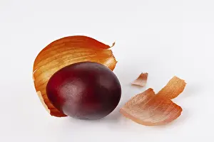 One egg, colored in onion peel, on a white glass