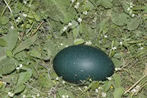 Egg of Emu bird, Dadade, Jawhar