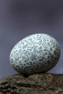 Egg of the Guira Cuckoo (Guira guira)