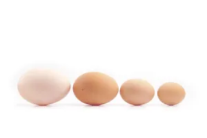 Eggs - four chicken eggs of different sizes lined up
