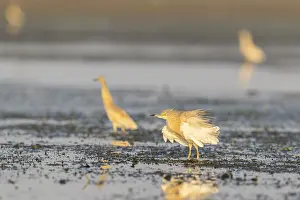 Egret (Ardeola ralloides), bird