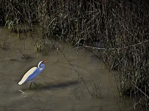 Egret standing in shallow marsh waters surrounded by tall grasses