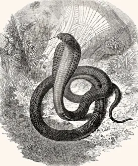 Egyptian cobra, Naja haje, a species of cobra found in Africa
