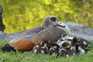 Egyptian egyptian goose (Alopochen aegyptiacus) introduced species