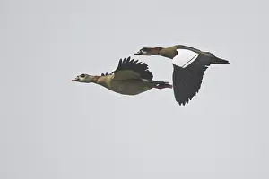 Egyptian geese (Alopochen aegyptiaca)