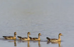 Egyptian Geese (Alopochen aegyptiaca)