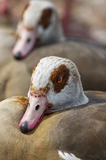 Egyptian geese (Alopochen aegyptiaca) on the River Main