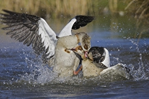 Egyptian Geese (Alopochen aegyptiacus)