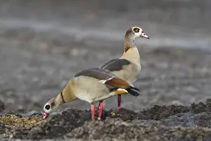 Egyptian geese (Alopochen aegyptiacus)