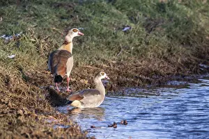 Egyptian geese (Alopochen aegyptiacus)