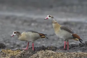 Egyptian geese (Alopochen aegyptiacus)