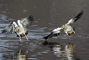 Egyptian Geese (Alopochen aegyptiacus)
