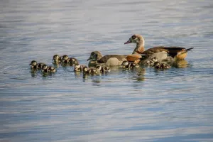 Egyptian geese (Alopochen aegyptiacus)
