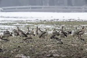 Egyptian geese (Alopochen aegyptiacus)