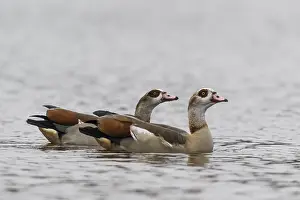 Egyptian geese (Alopochen aegyptiacus)