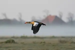 Egyptian goose (Alopochen aegyptiaca)