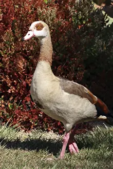 Egyptian Goose (Alopochen aegyptiaca)