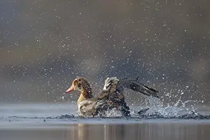 Egyptian Goose (Alopochen aegyptiaca) bathing
