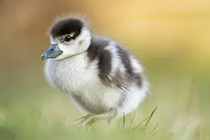 Egyptian goose (Alopochen aegyptiaca) cute chick on a meadow at the shore of a lake
