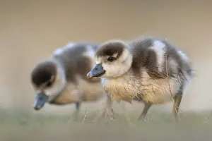 Egyptian Goose (Alopochen aegyptiaca) juvenile