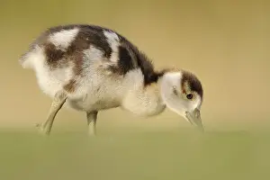 Egyptian Goose (Alopochen aegyptiaca) juvenile