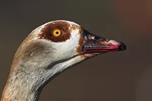 Egyptian Goose (Alopochen aegyptiaca) juvenile