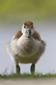 Egyptian Goose (Alopochen aegyptiaca) juvenile